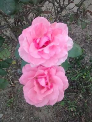 Rosa Color Rosa