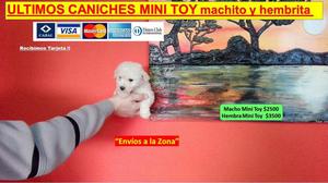 CANICHES MINI TOY ! Aceptamos Tarjeta. Labrador yorkie