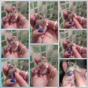 Hamster Rusos Bombonazos!!color Salvaje Natural!