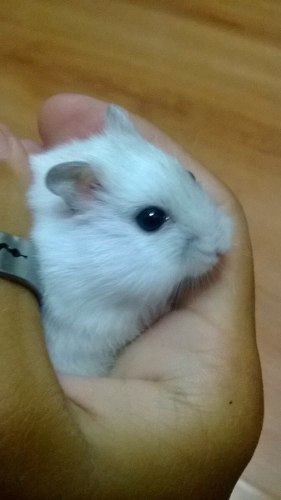 Hamster Topo Ruso Blanco O Gris