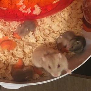 Hamster / Topo Ruso De Primera Calidad