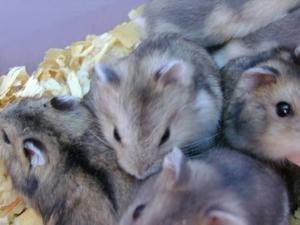 Hamsters Rusos X 10 Unidades