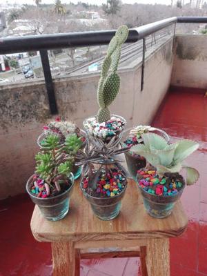 Suculentas y cactus