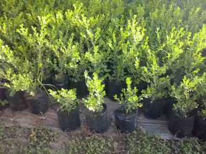 Buxus