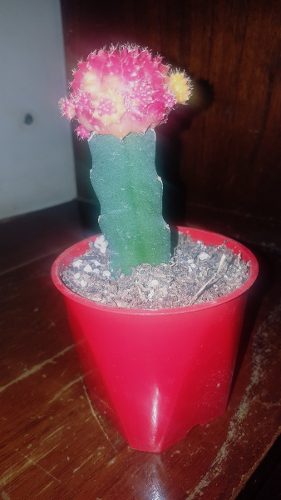 Cactus Injertados