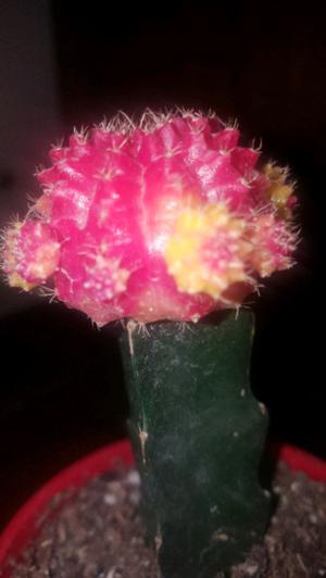 Cactus Injertados...