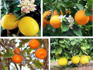 Limón 4 Est - Naranjo - Pomelo - Mandarina (4 Plantas)