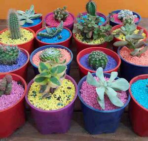 Mini Cactus Y Suculentas Ideal Souvenirs