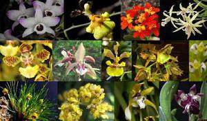Oferta Combo 5 Orquídeas Nativas + Fertilizante De Regalo
