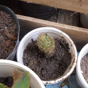 Cactus Mammilaria Prolífera Var Texensi