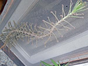 Kalanchoe tubiflora de mas de un metro
