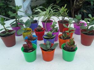 Mini Plantitas Variadas ideal souveniers