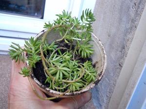 Sedum rupestre cubresuelo en recipiente de 10 cm