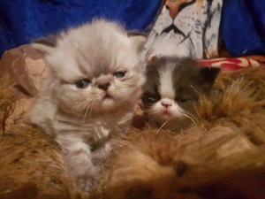 2 gatitos persa