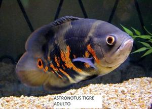 Astronotus Tigres Importados $80