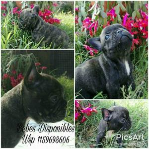 BULLDOG FRANCES CACHORROS