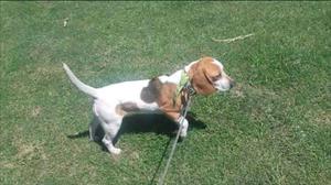 Beagle con fca hembra