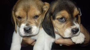 Beagle tricolor cachorros