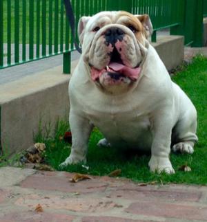 Bulldog Ingles servicio de stud hijo de Gran Campeon