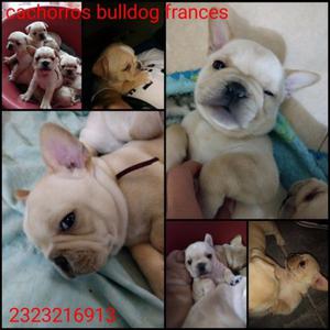 Bulldog francés (PERMUTÓ)