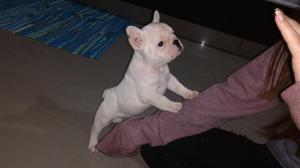 Bulldog francés hembra