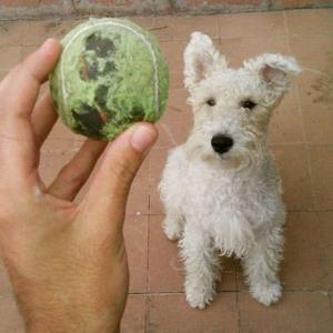 Busco novia Fox terrier