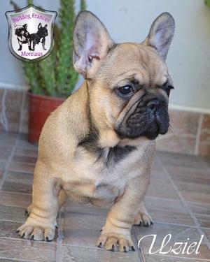 CACHORROS BULLDOG FRANCES