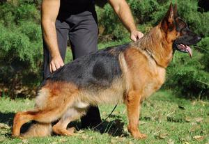 CACHORROS DE PASTOR ALEMAN