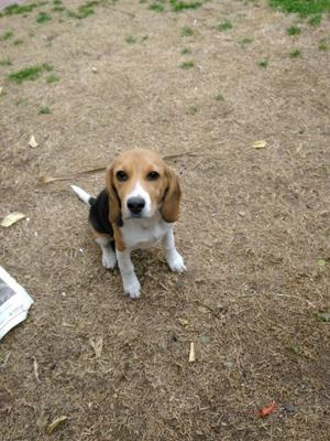 Cachorra Beagle espectacular