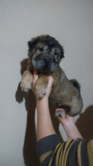 Cachorrito Shar Pei excelente genética