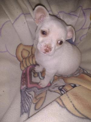 Cachorro Chihuahua Macho blanco