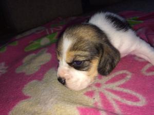 Cachorros Beagle con FCA