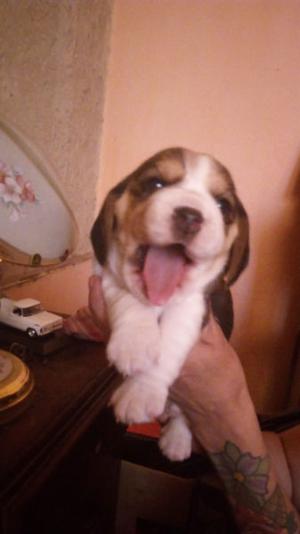 Cachorros Beagles en La Plata