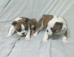 Cachorros Bulldog ingles.