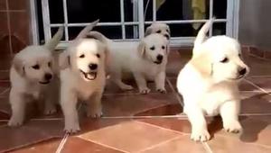 Cachorros Golden Retriever