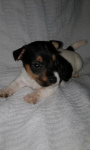 Cachorros JACK RUSSELL