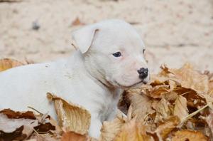 Cachorros Machos American Pitbull Terrier Con Registro.
