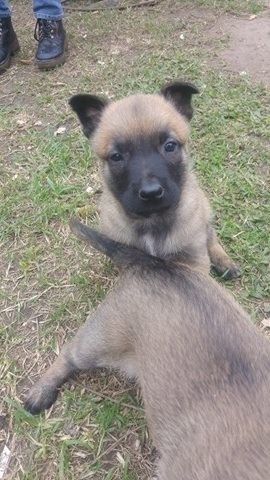 Cachorros Ovejeros Malinois