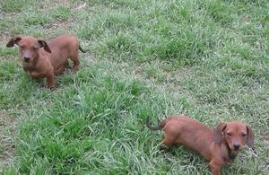 Cachorros Salchichas.