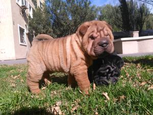 Cachorros Shar pei