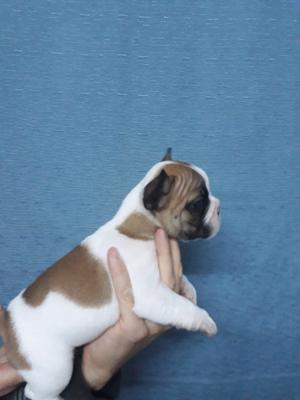 Cachorros bulldog frances