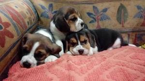 Cachorros de Beagle tricolor Gasper criadero