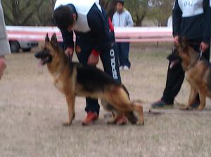 Cachorros ovejeros alemanes