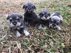 Cachorros schnauzer excelentes