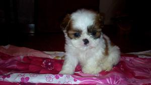 Cachorros shitzu shih tzu tricolor