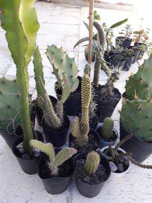 Cactus Y crasas