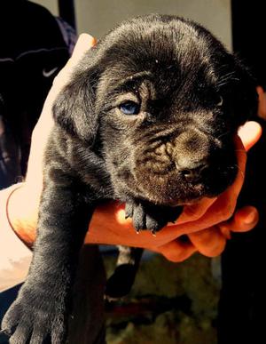 Cane Corso mb camada!