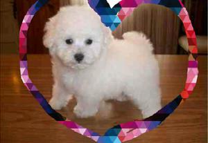 Caniche Mini Blanca