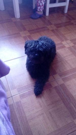 Caniche Toy Negro 10 meses