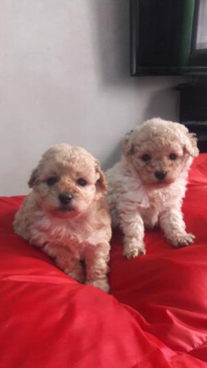 Caniche apricot hembrita y machito